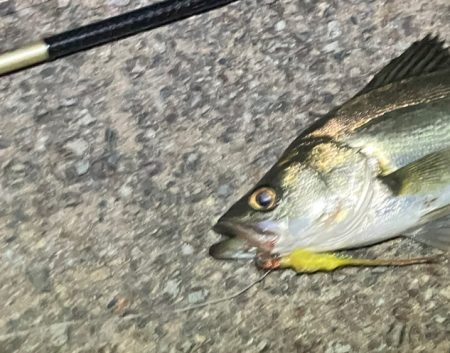 チーバスでした。