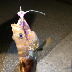 暑い日は夜釣りに限る