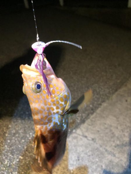 暑い日は夜釣りに限る