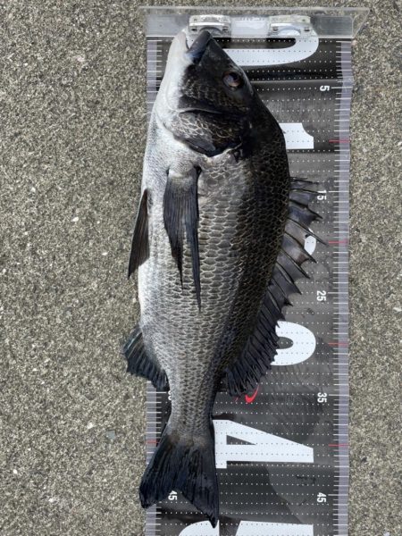 イチノ兄弟、釣果！