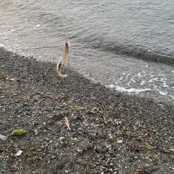 キス投げ釣り(引き釣り)