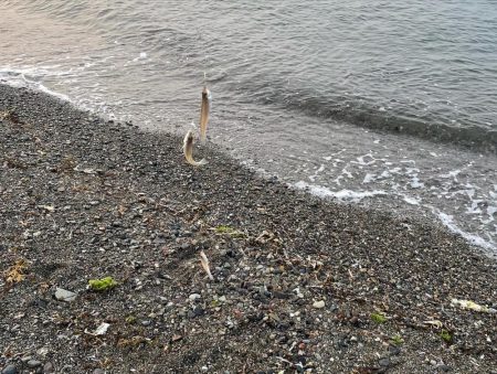 キス投げ釣り(引き釣り)