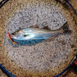 激シブの中なんとか1本