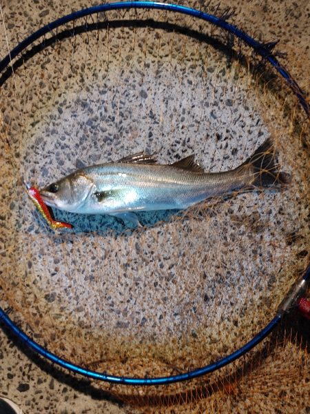 激シブの中なんとか1本