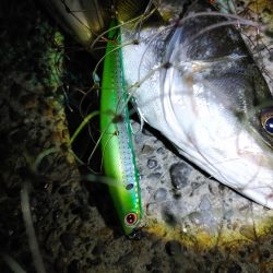 なんとかシーバス50cm