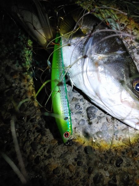 なんとかシーバス50cm