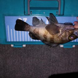 爆風エギング、メバリング