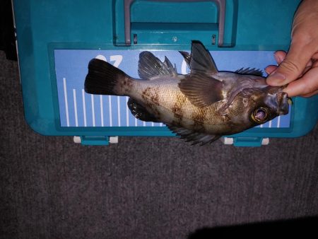 爆風エギング、メバリング