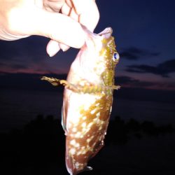 メバルはまだいるけど、イカがいない！