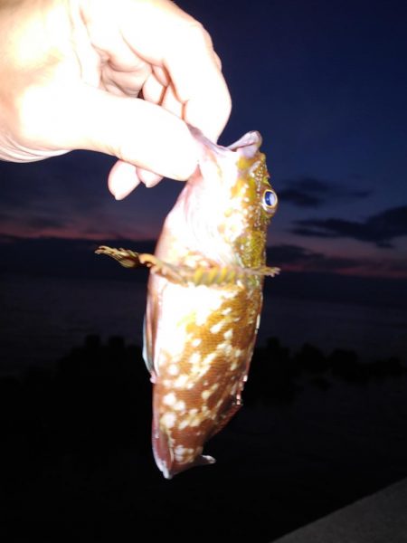 メバルはまだいるけど、イカがいない！