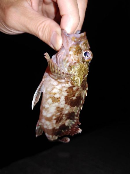 フロートとエギング