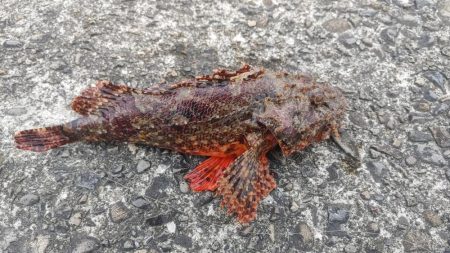 夜釣りでシーバス