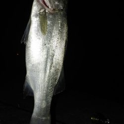 夜のシーバス釣り