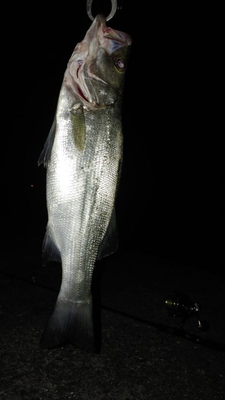 夜のシーバス釣り