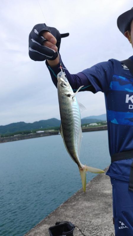 鮫退治したらデカ鯵入れ食い
