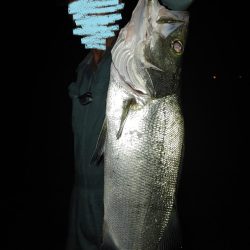 夕まずめのヒラメと夜釣りのシーバス