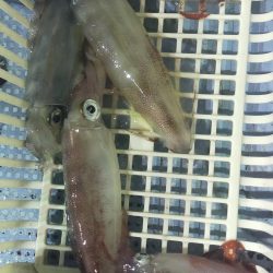 シロイカ好調続く