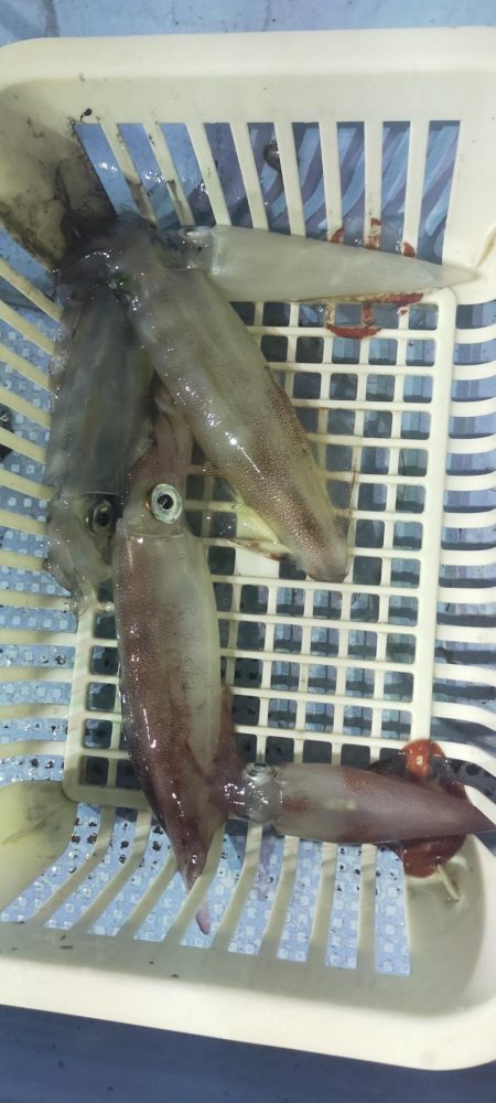 シロイカ好調続く