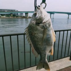 大潮明けたら食ってきた。