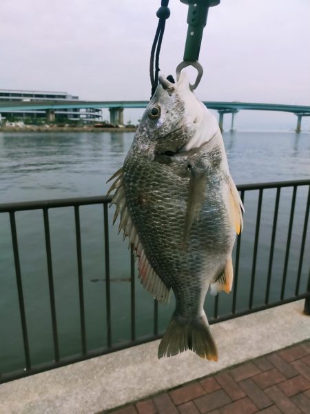 大潮明けたら食ってきた。