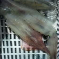 シロイカ好調続く