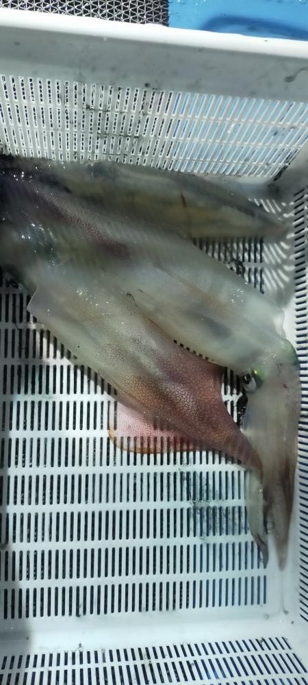 シロイカ好調続く