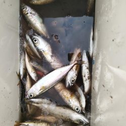 子供とのんびりサビキ