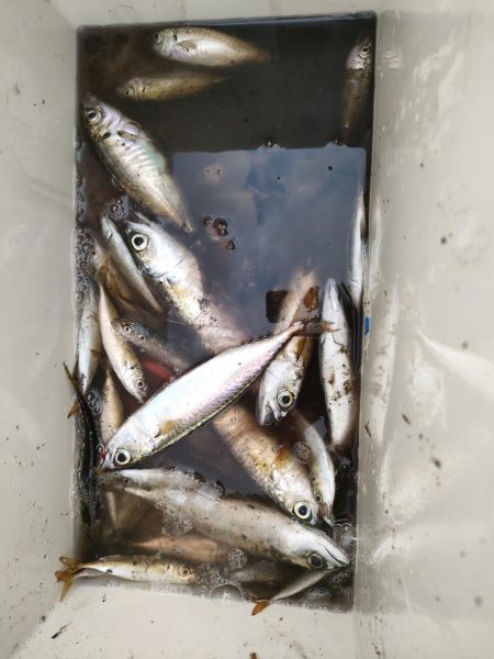 子供とのんびりサビキ