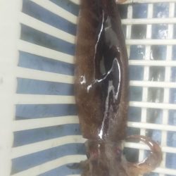 シロイカぼちぼち