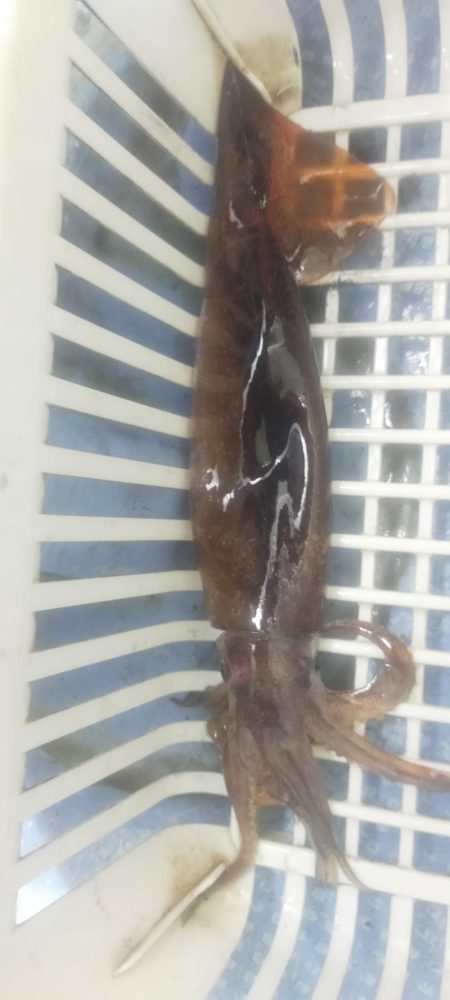 シロイカぼちぼち