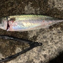 大サバ、夏タチ