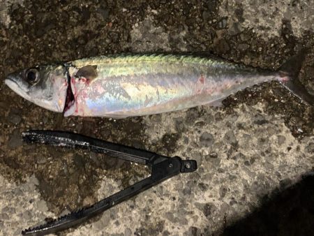 大サバ、夏タチ