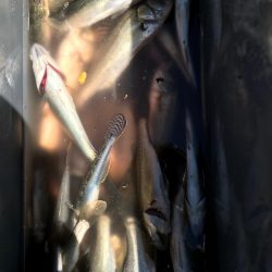 ｾｲｺﾞ釣り～夏の陣～