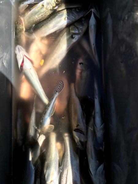 ｾｲｺﾞ釣り～夏の陣～