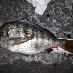 クロダイホイホイ