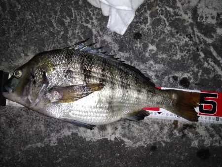 クロダイホイホイ