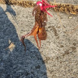 タコ釣り