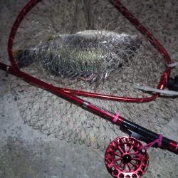 2022/07/01 南港ヘチ釣り釣行