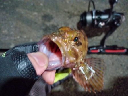 2022/07/02 南港ライトゲーム釣行