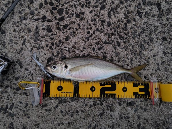 タチウオ不発も嬉しい外道たち