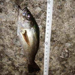 久しぶりの釣り