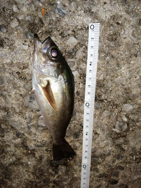 久しぶりの釣り