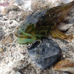 アナハゼを狙うと~