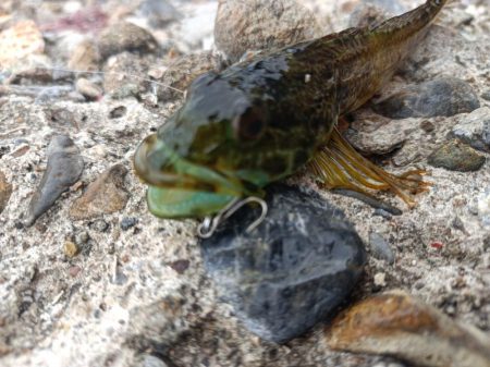 アナハゼを狙うと~