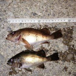 今日もアジ釣り