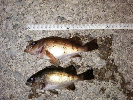 今日もアジ釣り