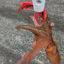 早朝タコ釣り