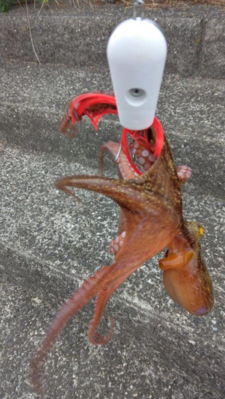 早朝タコ釣り