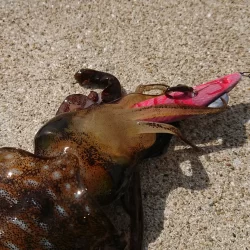 対馬エギング釣果