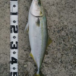 ハマチ回遊あり!